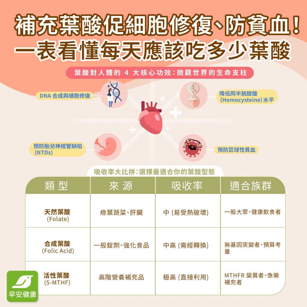 葉酸功效解析：不只備孕！護心血管、預防失智的關鍵指南