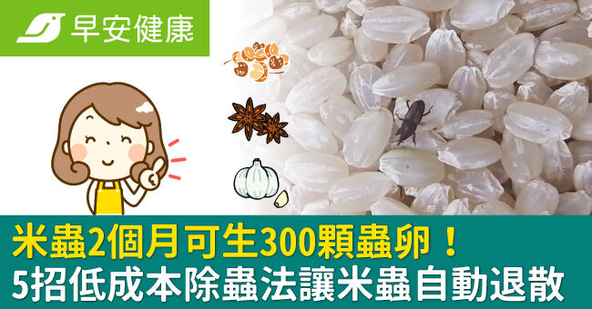 米蟲2個月可生300顆蟲卵!5招低成本除蟲法,放蒜頭讓米蟲自動退散