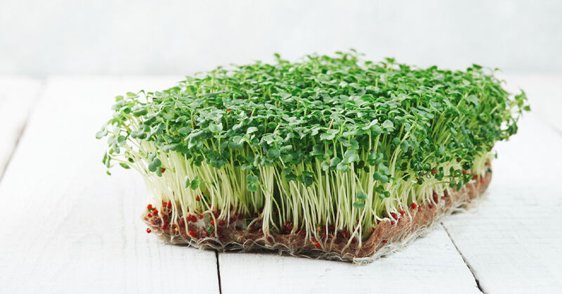 塑化劑排不掉？醫推最強「綠色防護罩」吃這種排毒營養高30倍