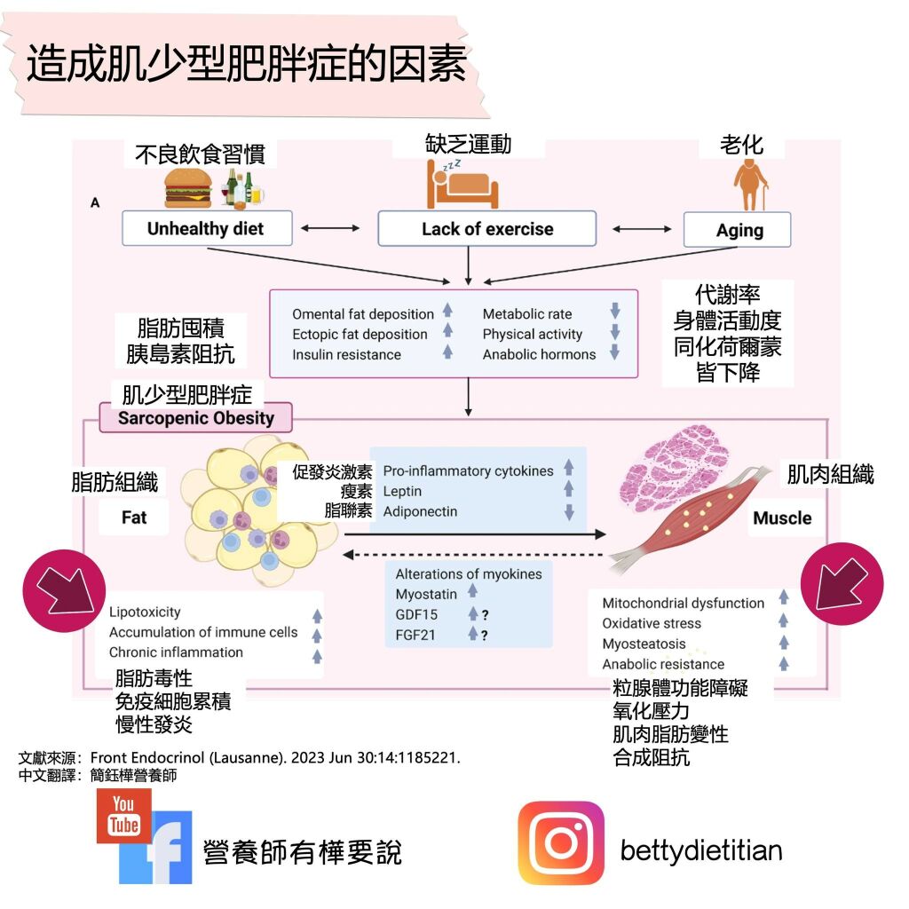 簡鈺樺營養師_造成肌少型肥胖症的因素