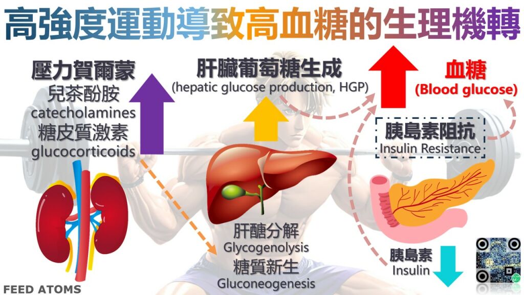 陳承勤醫師__高強度運動導致高血糖的機轉