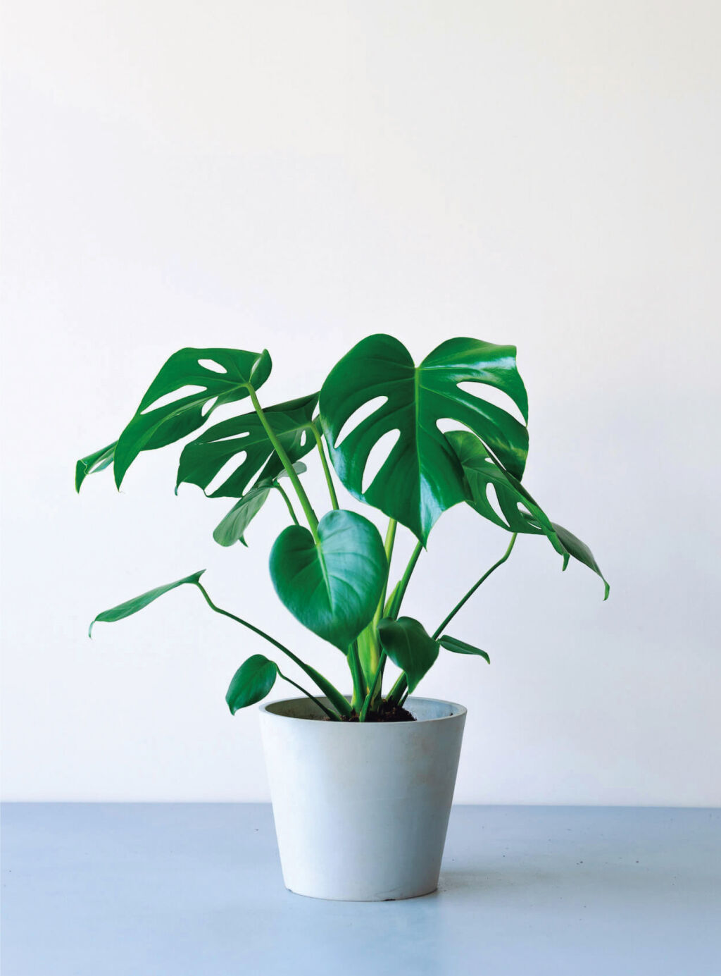 龜背芋日常養護