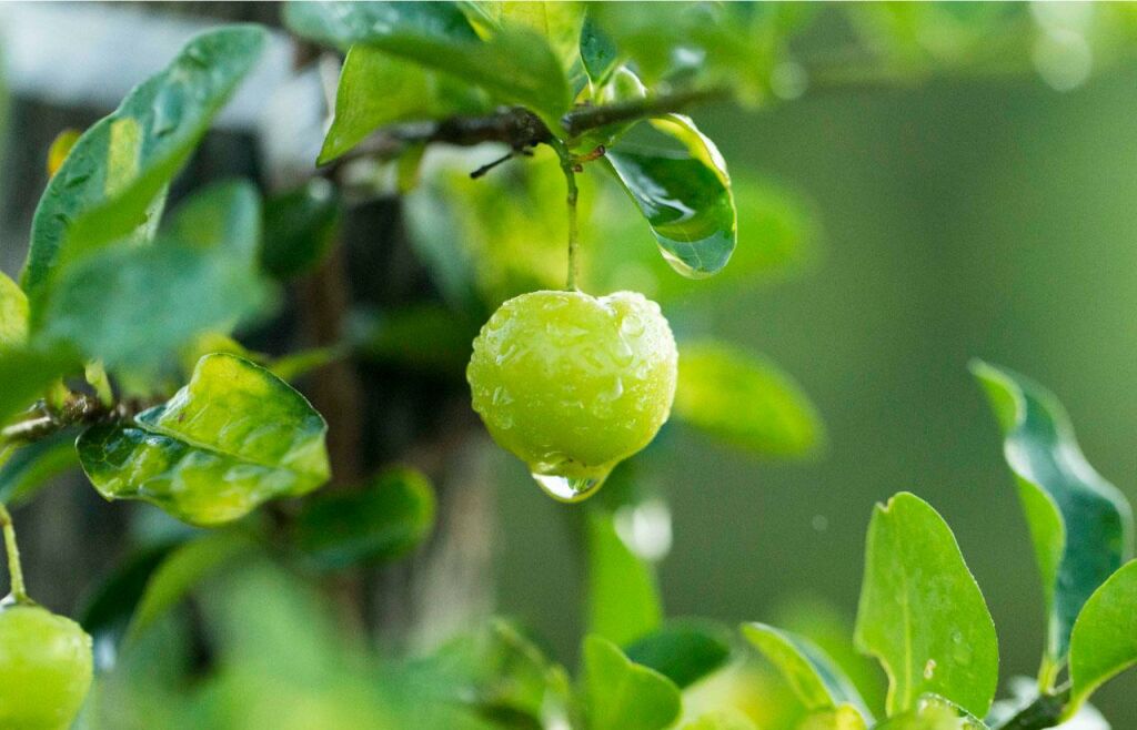 針葉櫻桃：天然植物來源的維生素c