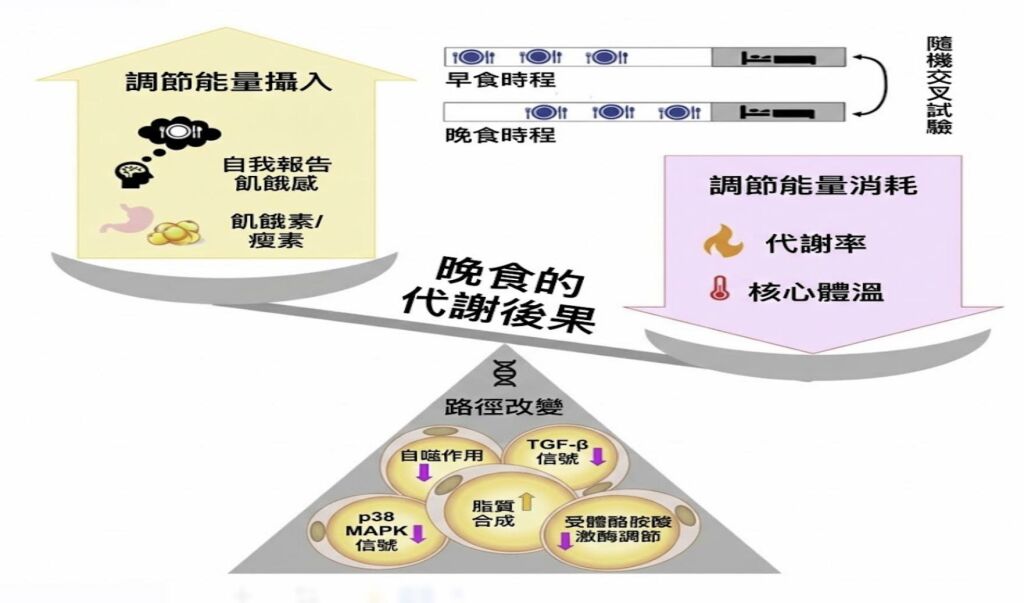 蕭捷健醫師_晚吃的代謝後果