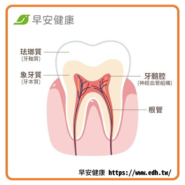 根管治療-根管治療牙齒-抽神經