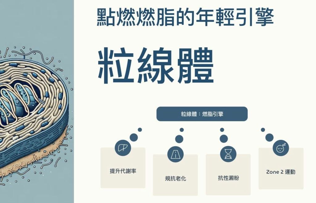 蕭捷健醫師_點燃燃脂的年輕引擎粒線體