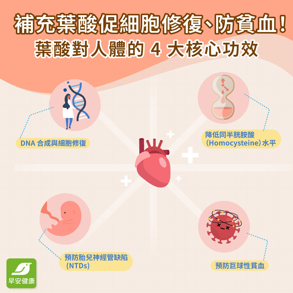 早安健康_葉酸對人體的4大核心功效