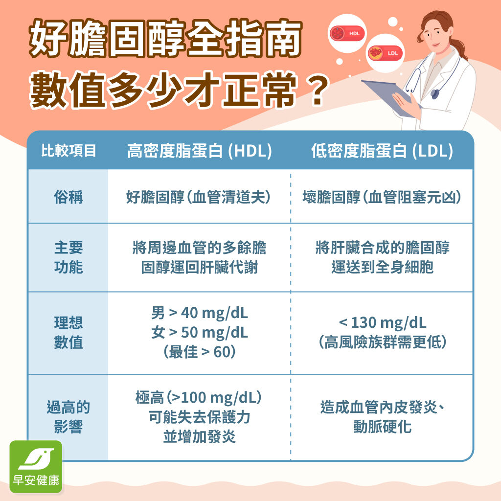 早安健康＿好膽固醇全指南，數值多少才正常？