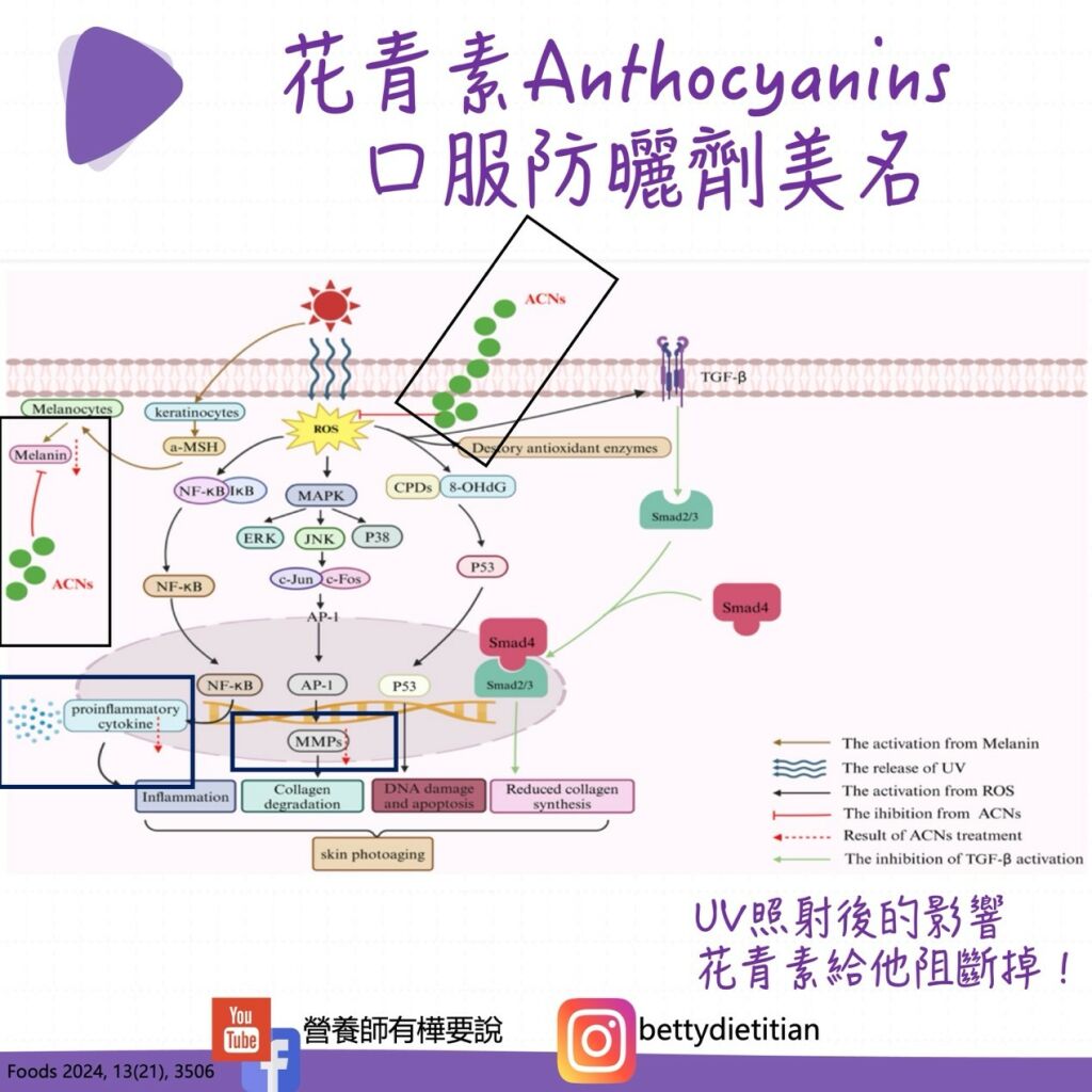 簡鈺樺營養師_口服防曬劑的奧秘-花青素